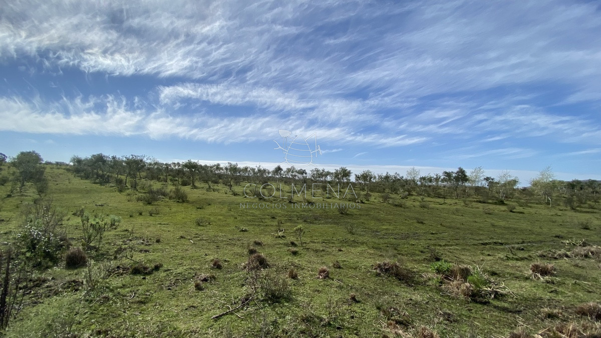 Las Cañas - GoPunta - Portal Inmobiliario de Punta del Este - Maldonado