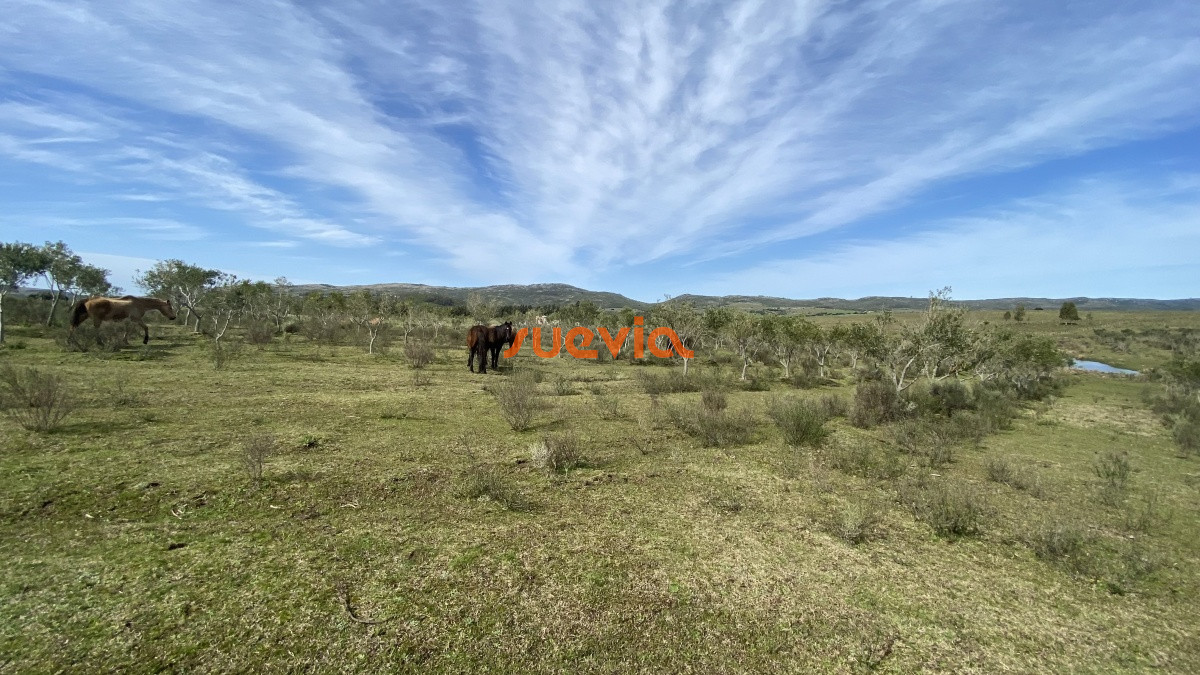 Las Cañas - GoPunta - Portal Inmobiliario de Punta del Este - Maldonado