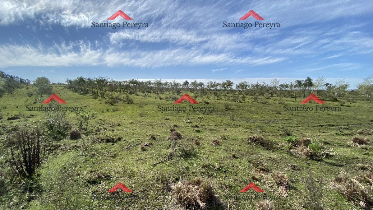 Las Cañas - GoPunta - Portal Inmobiliario de Punta del Este - Maldonado