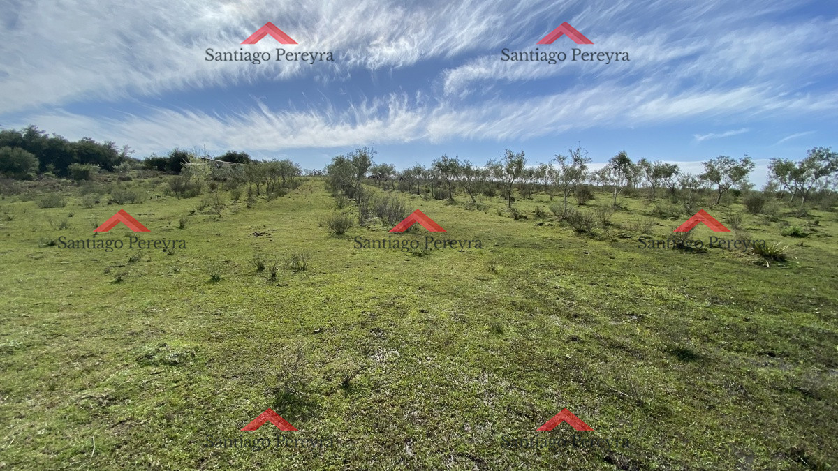 Las Cañas - GoPunta - Portal Inmobiliario de Punta del Este - Maldonado