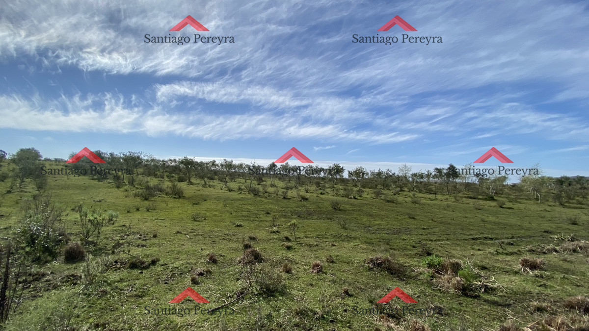 Las Cañas - GoPunta - Portal Inmobiliario de Punta del Este - Maldonado
