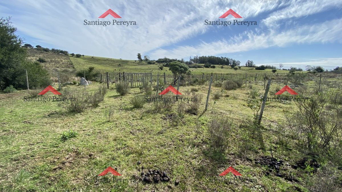 Las Cañas - GoPunta - Portal Inmobiliario de Punta del Este - Maldonado