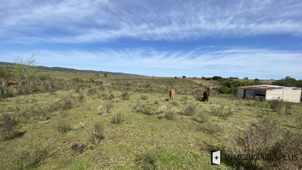 Chacra ID.469 - Venta de Chacra en Paraje Las Cañas  a solo 40 km de Punta del Este Maldonado C921