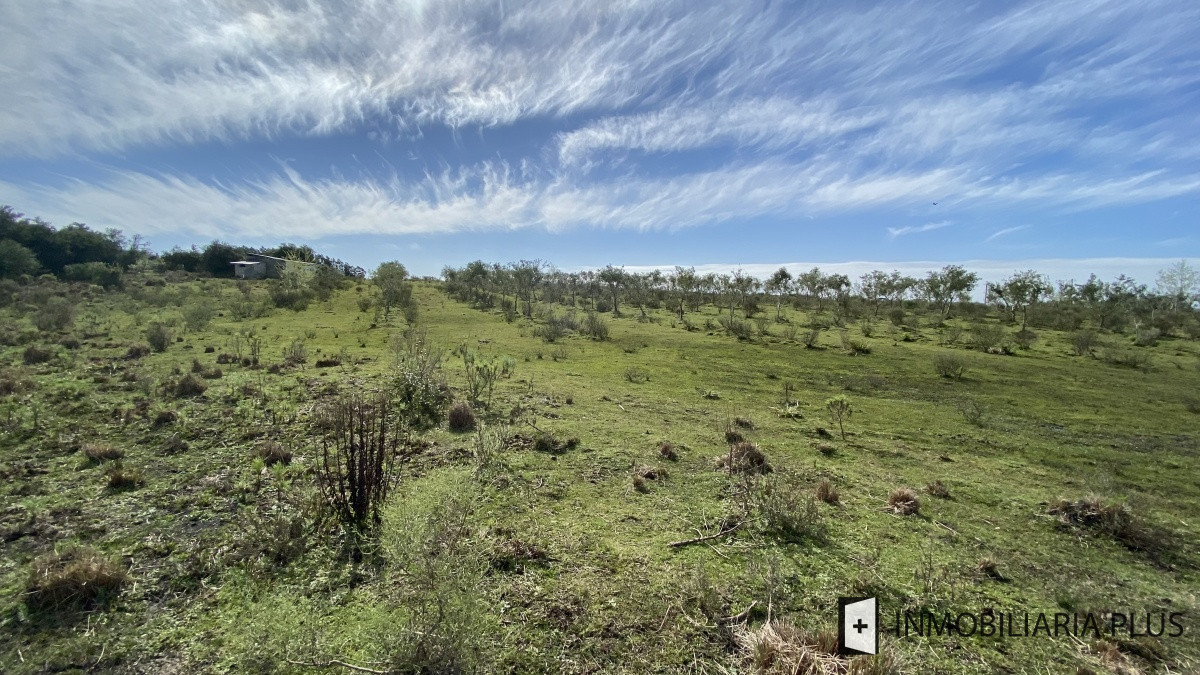 Chacra ID.469 - Venta de Chacra en Paraje Las Cañas  a solo 40 km de Punta del Este Maldonado C921