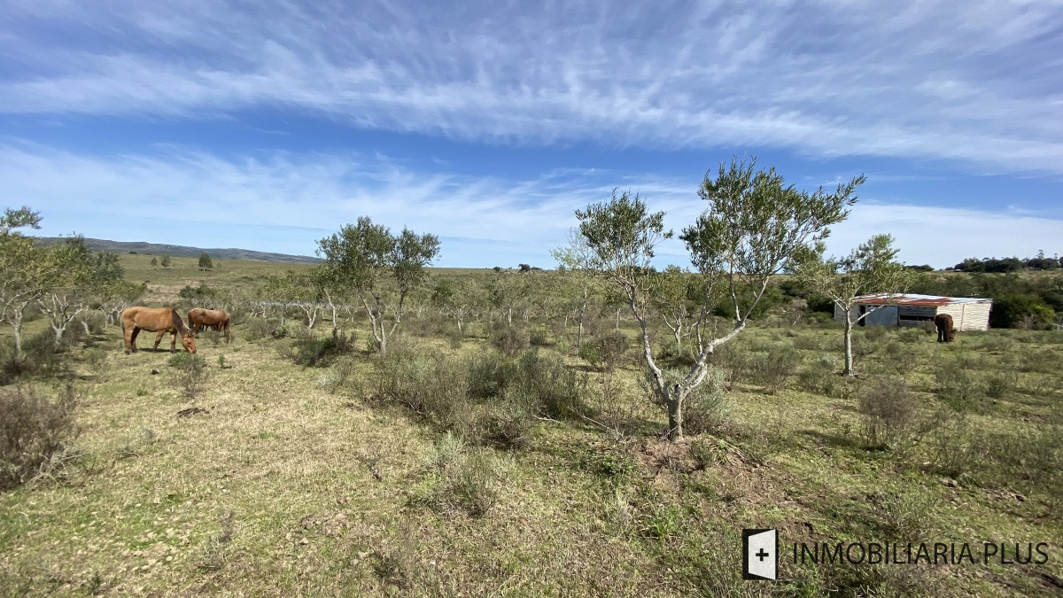 Chacra ID.469 - Venta de Chacra en Paraje Las Cañas  a solo 40 km de Punta del Este Maldonado C921