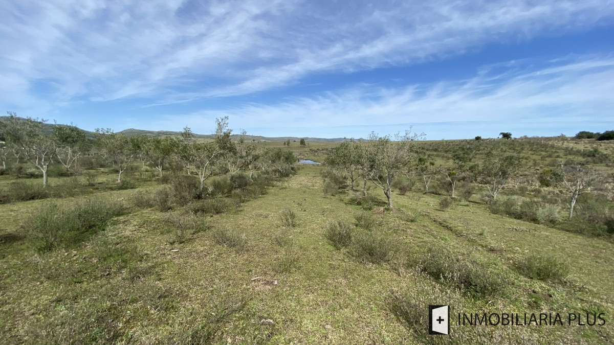 Chacra ID.469 - Venta de Chacra en Paraje Las Cañas  a solo 40 km de Punta del Este Maldonado C921