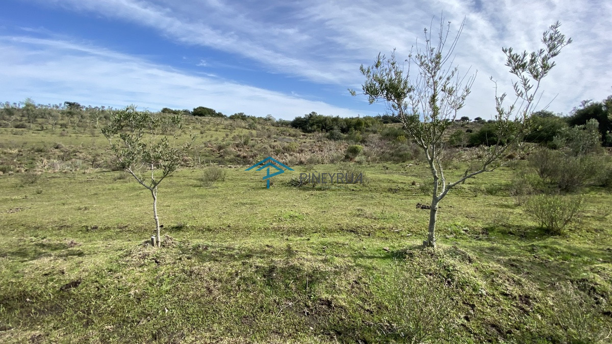 Chacra ID.182 - Oportunidad en Paraje Las Cañas !!!  