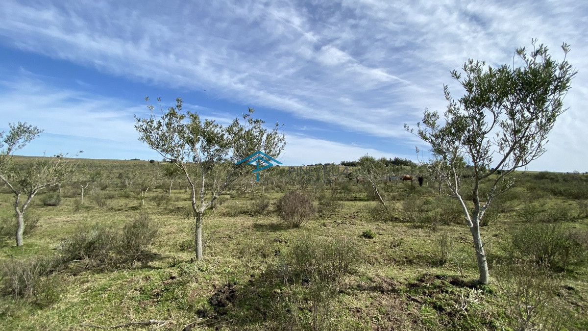Chacra ID.182 - Oportunidad en Paraje Las Cañas !!!  