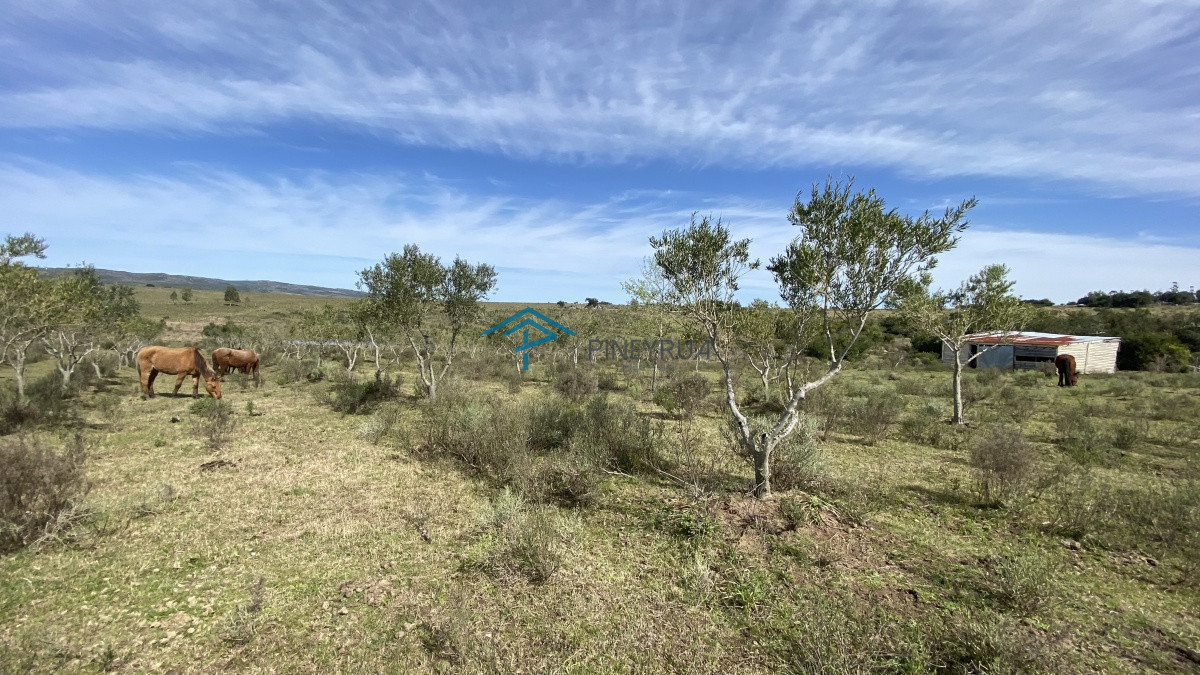 Chacra ID.182 - Oportunidad en Paraje Las Cañas !!!  