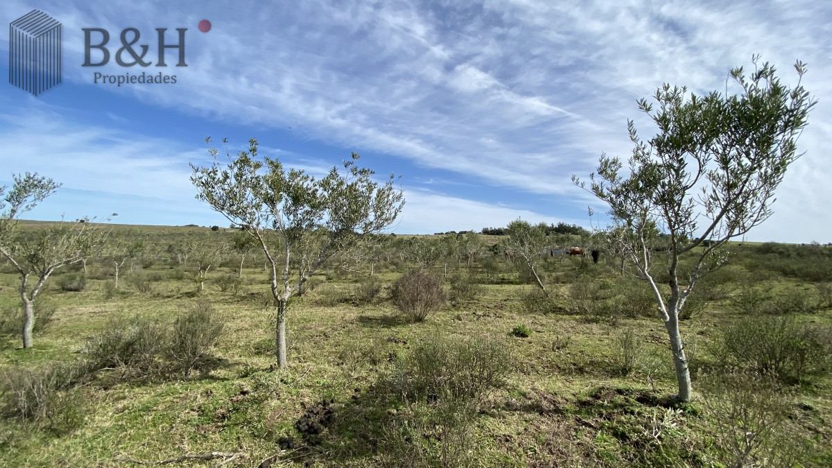 Chacra ID.653 - CHACRA!!! Oportunidad en Paraje Las Cañas !!!  