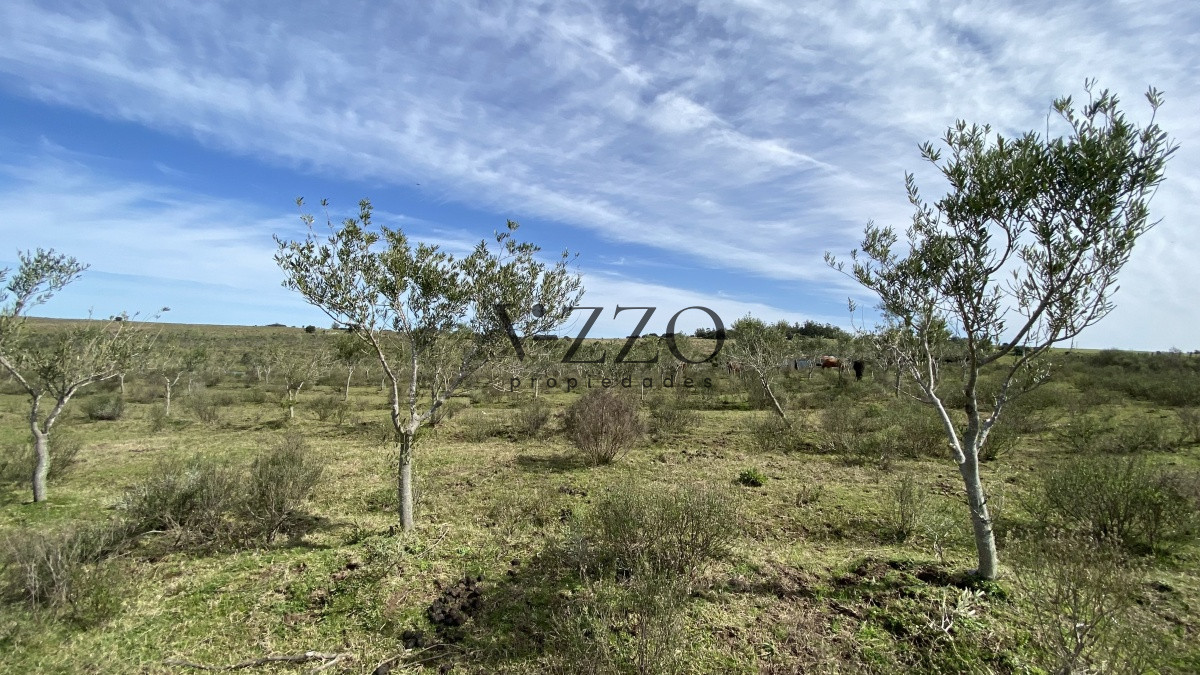 Chacra ID.677/Oportunidad-en-Paraje-Las-Cañas-!!!-- - Oportunidad en Paraje Las Cañas !!!  