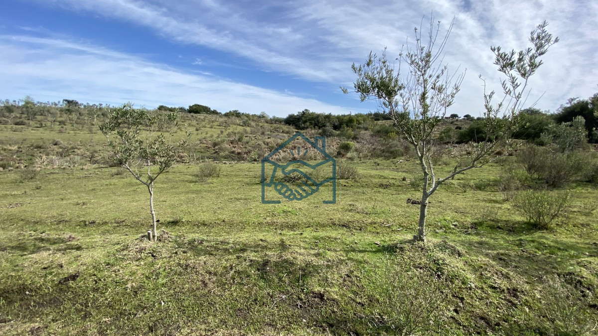 Chacra ID.677/Oportunidad-en-Paraje-Las-Cañas-!!!-- - Oportunidad en Paraje Las Cañas !!!  