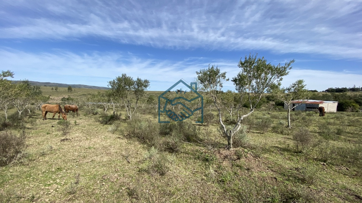 Chacra ID.677/Oportunidad-en-Paraje-Las-Cañas-!!!-- - Oportunidad en Paraje Las Cañas !!!  
