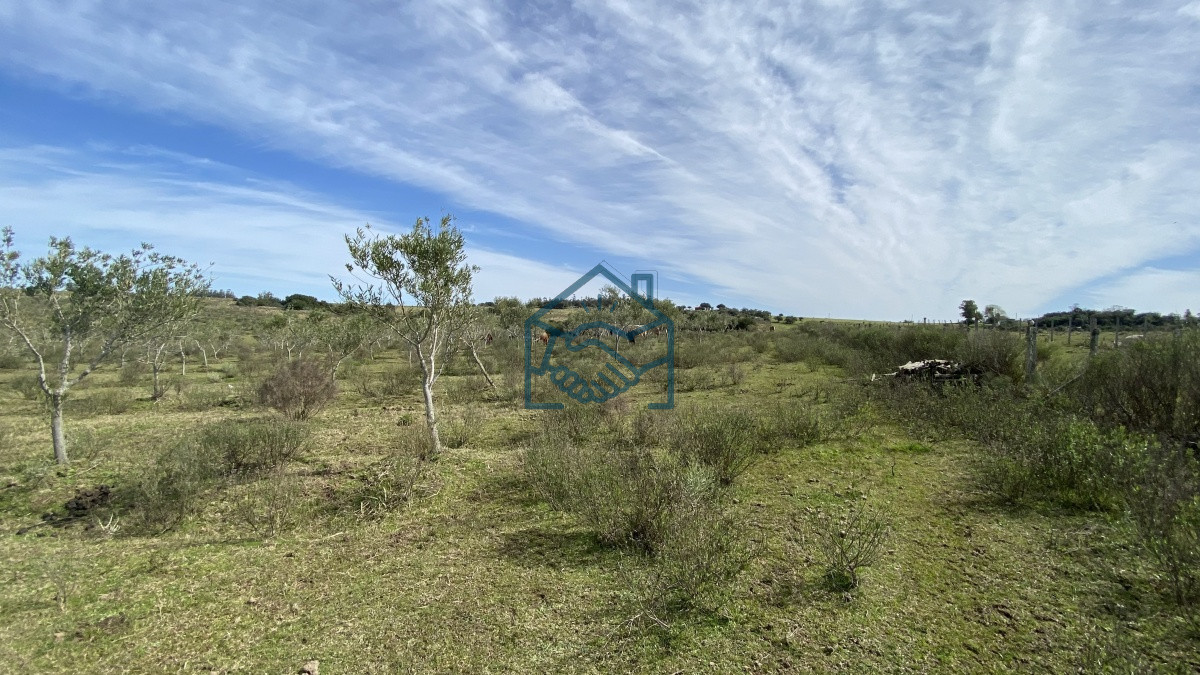 Chacra ID.677/Oportunidad-en-Paraje-Las-Cañas-!!!-- - Oportunidad en Paraje Las Cañas !!!  