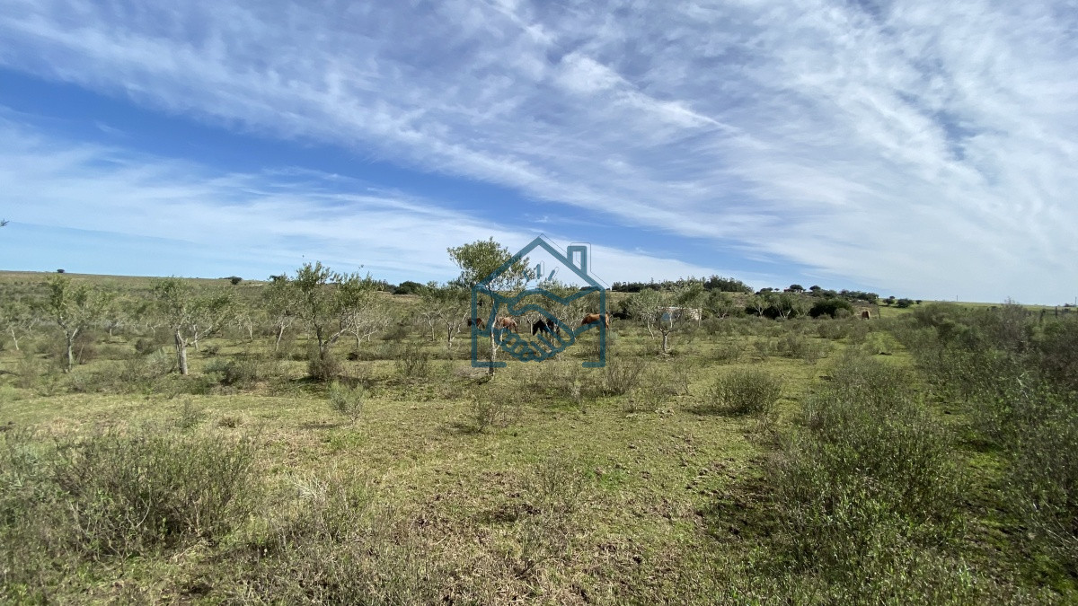 Chacra ID.677/Oportunidad-en-Paraje-Las-Cañas-!!!-- - Oportunidad en Paraje Las Cañas !!!  