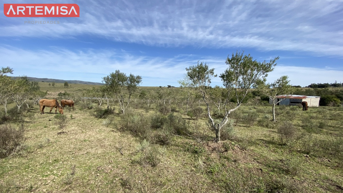 Chacra ID.467 - Oportunidad en Paraje Las Cañas !!!  