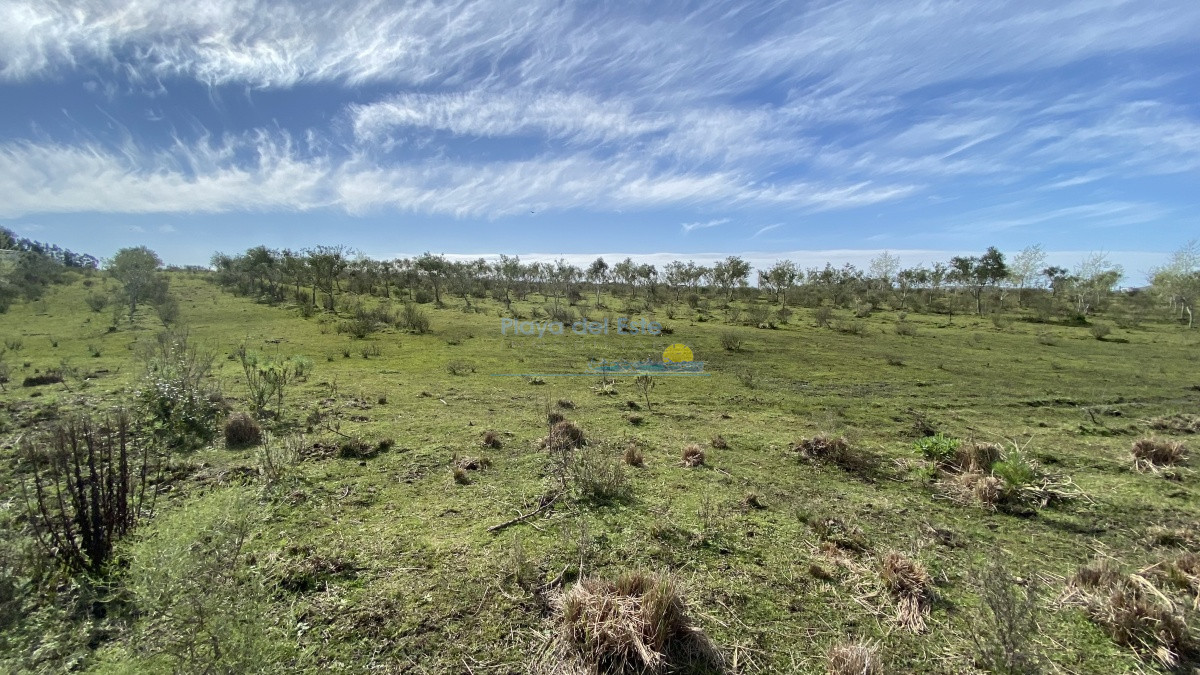 Las Cañas - GoPunta - Portal Inmobiliario de Punta del Este - Maldonado