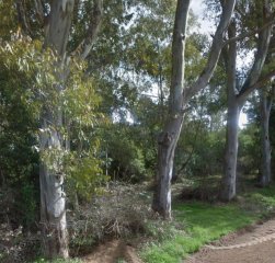 TERRENO EN EL TESORO.