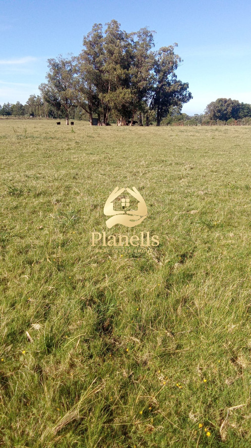 Chacra ID.2346 - Hermosa Chacra de 5 Ha en Zanja de Chavez a 15 km de San Carlos