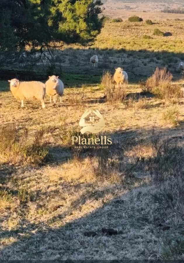 Chacra ID.3115 - Venta de Chacra 17 Ha en Carape con Tapera 