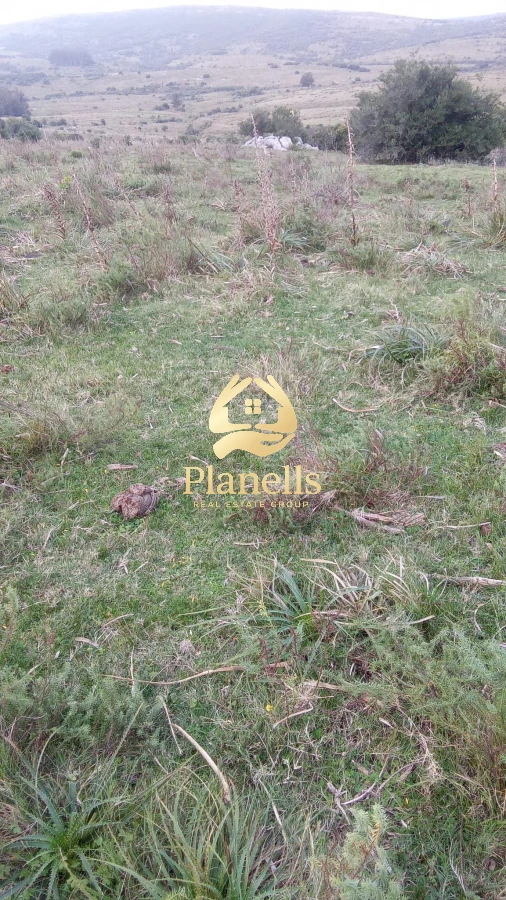 Campo Ref.3106 - Venta de Campo 600Ha en Carape con casas