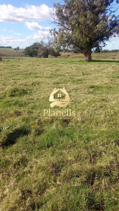 Venta campo 29 hectareas a 4 km de San Carlos 1