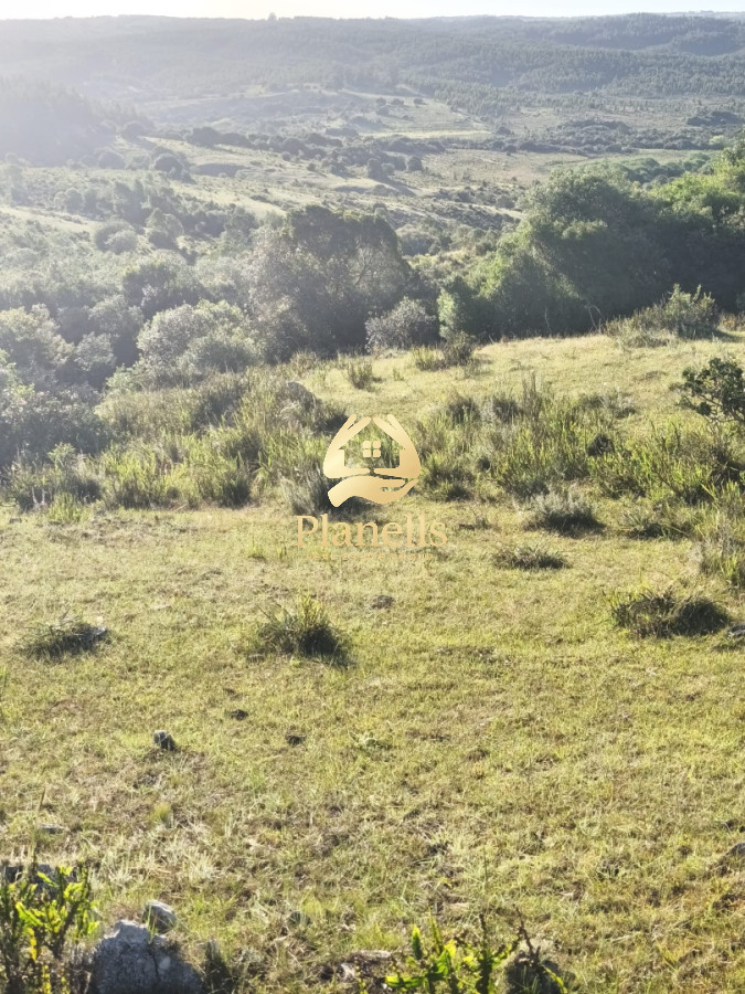 Venta de Campo Rocha 130 Ha 6