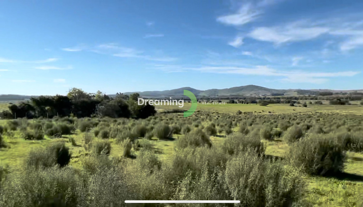 Campo Ref.11 - CAMPO A LA VENTA, 14 HAS. EN PUEBLO GERONA. PAN DE AZÚCAR