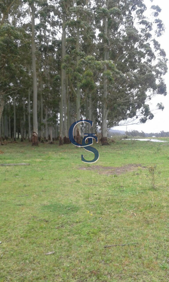 Chacra ID.296462 - Proximo a Ruta 12
