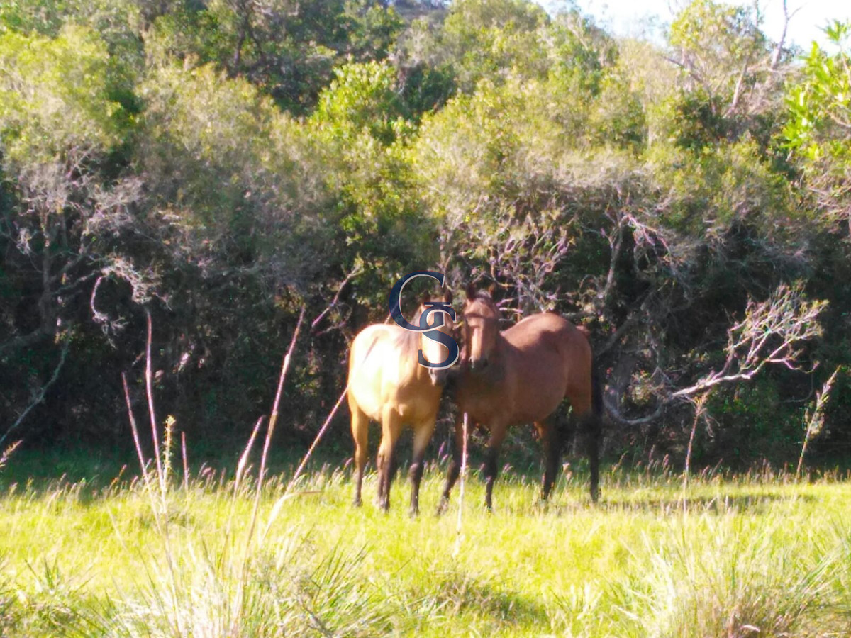 Campo Ref.298471 - En un entorno natural único