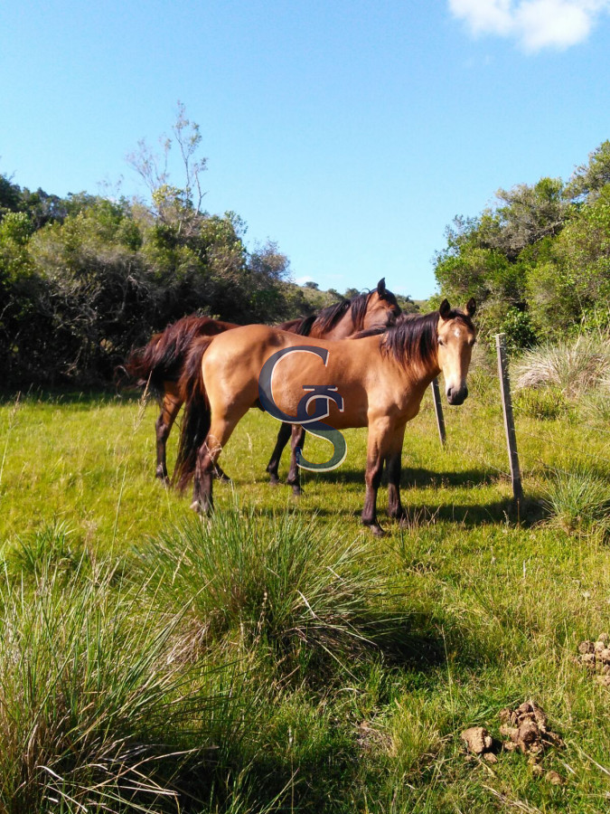Campo Ref.298471 - En un entorno natural único