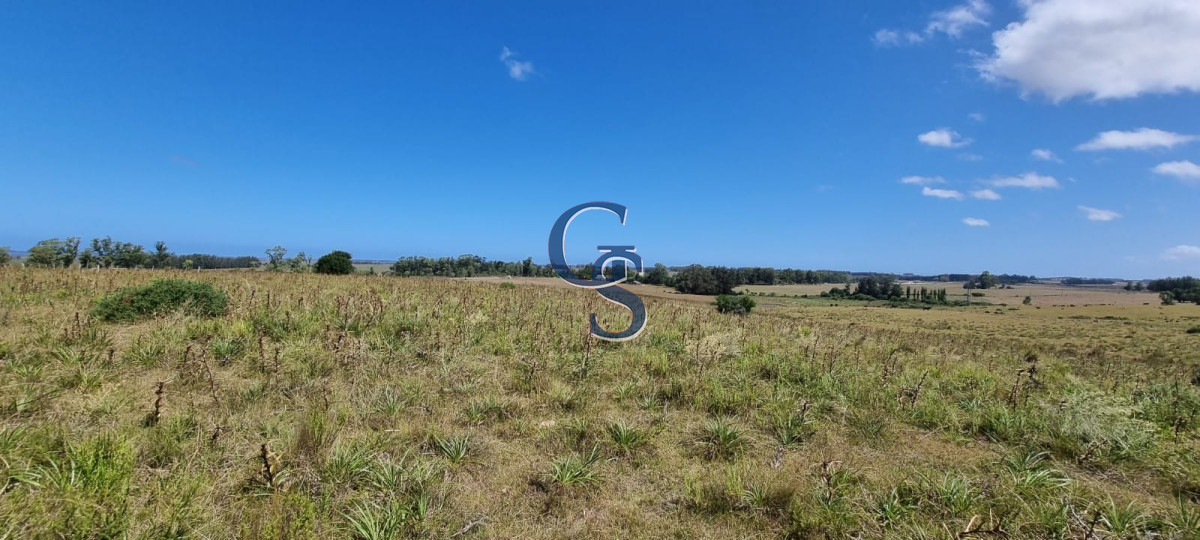 Campo Ref.299591 - 124 hectáreas