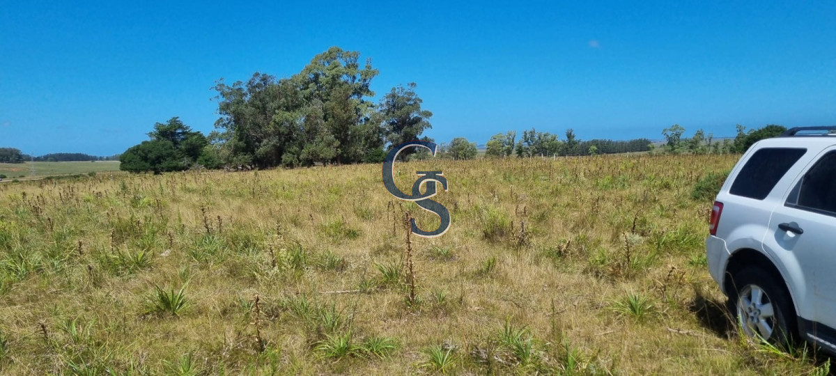 Campo Ref.299591 - 124 hectáreas