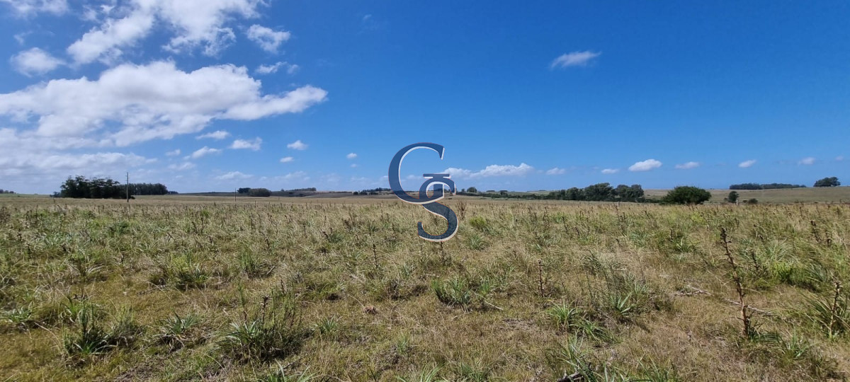 Campo Ref.299591 - 124 hectáreas