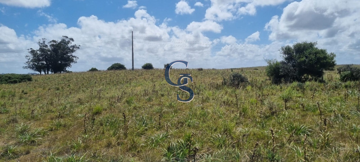 Campo Ref.299591 - 124 hectáreas