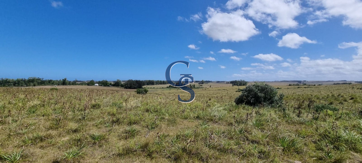 Campo Ref.299591 - 124 hectáreas