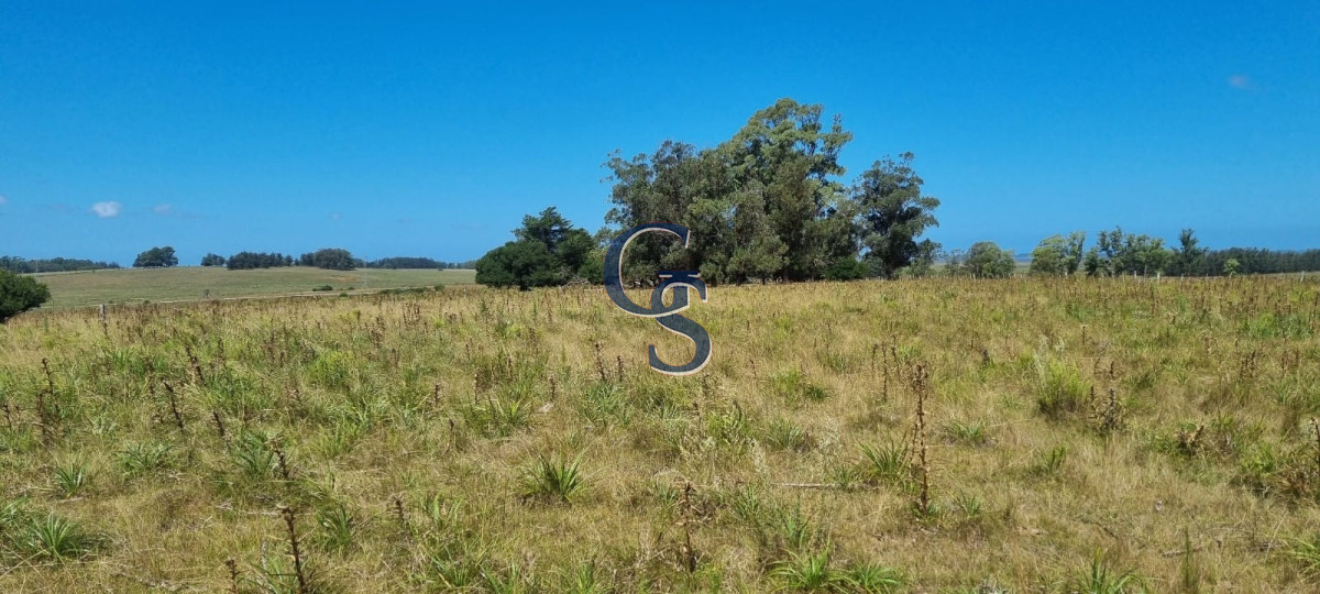 Campo Ref.299591 - 124 hectáreas