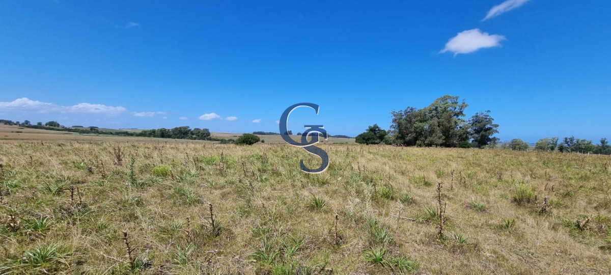 Campo Ref.299591 - 124 hectáreas