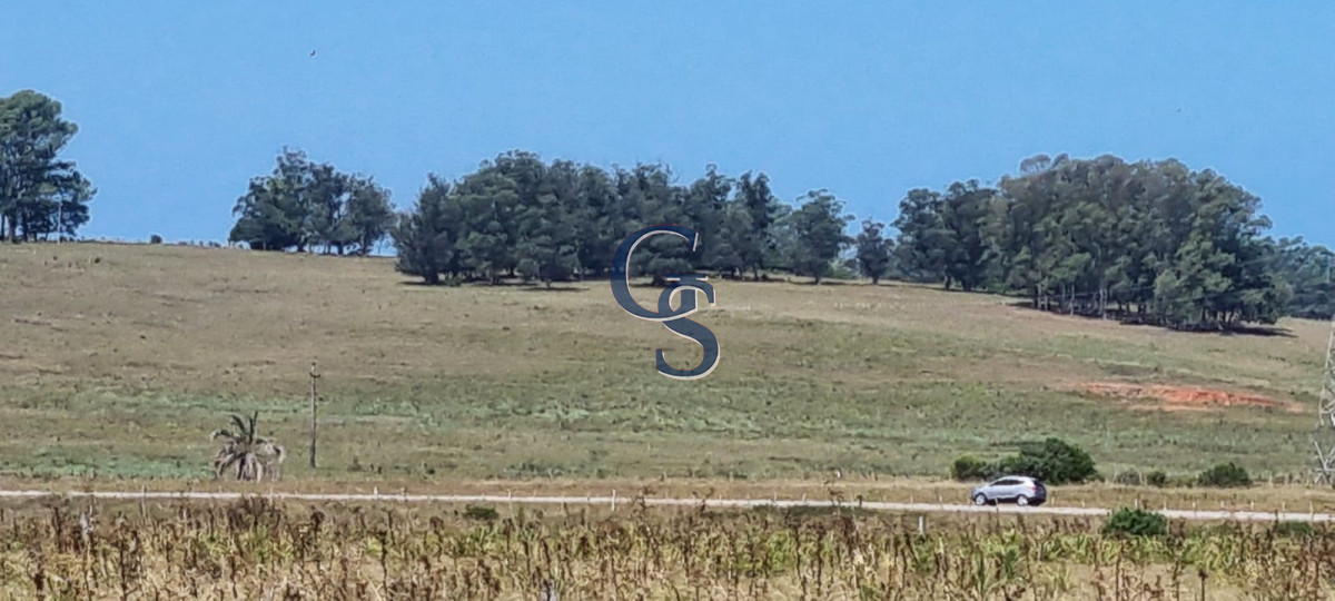 Campo Ref.299591 - 124 hectáreas