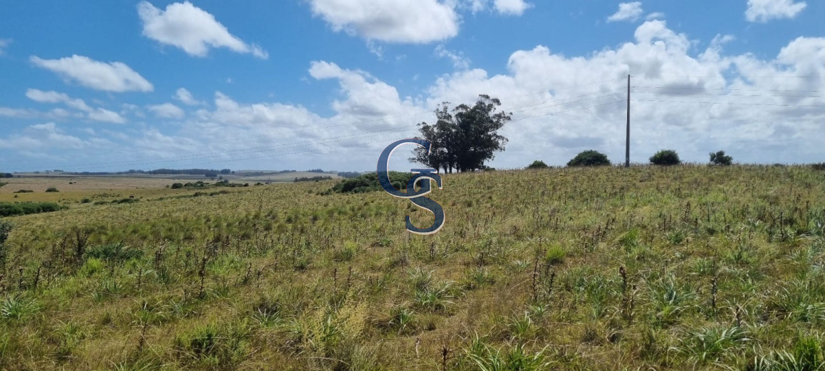 Campo Ref.299591 - 124 hectáreas