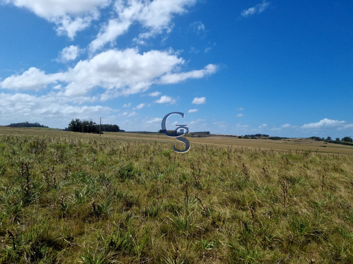 Campo Ref.299591 - 124 hectáreas