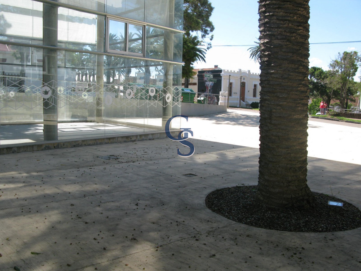Local Comercial ID.296719 - en la tracional calle de las palmeras