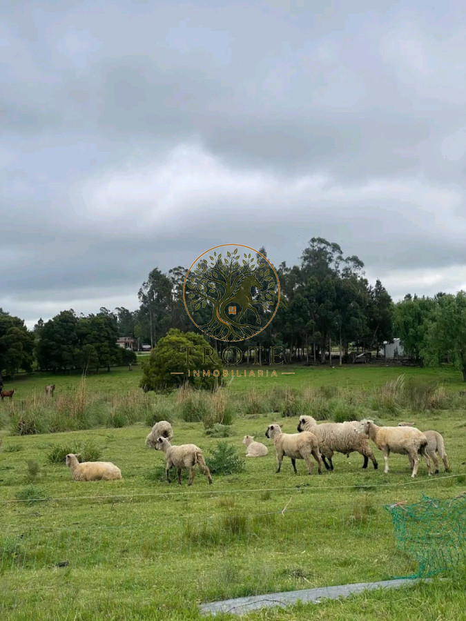 Chacra ID.14 - CHACRA(En el totoral del sauce).