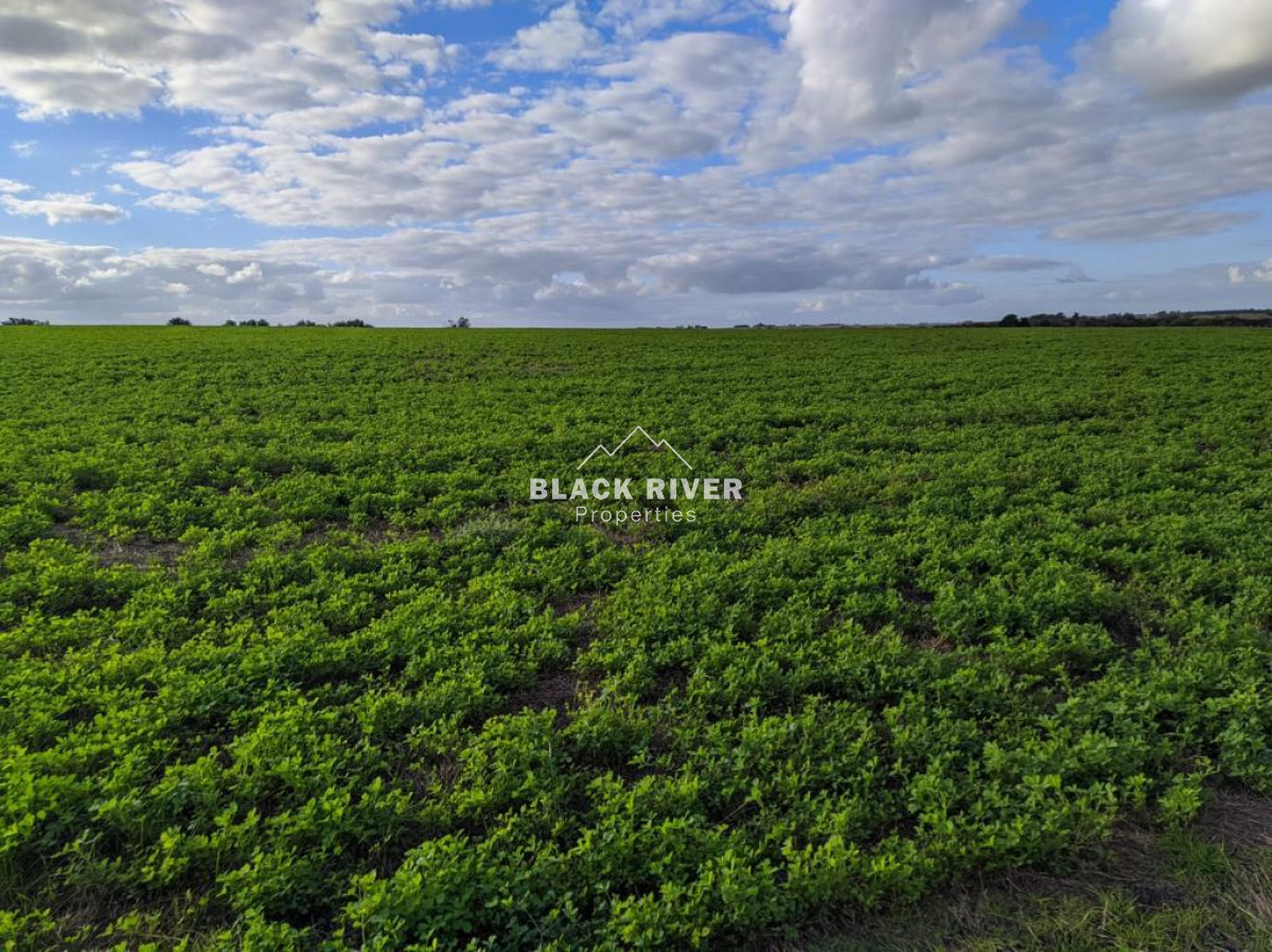Campo Ref.64192 - Oportunidad de campo agricola e ganadero en venta florida uruguay