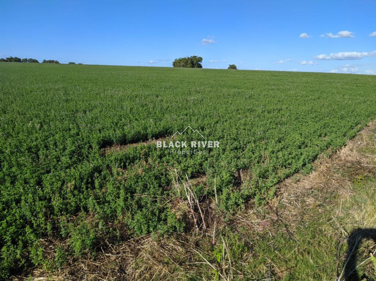 Campo Ref.64192 - Oportunidad de campo agricola e ganadero en venta florida uruguay
