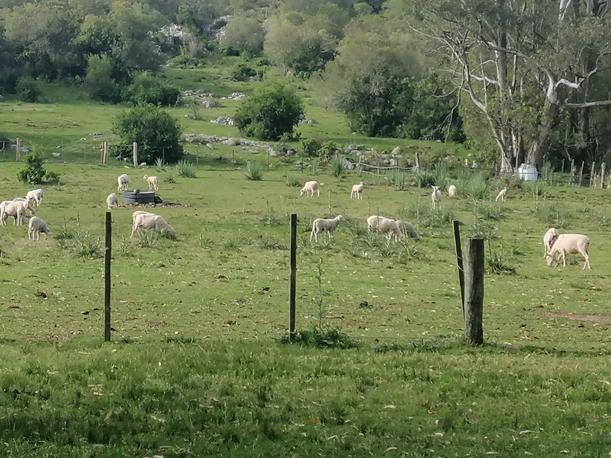 Campo Ref.64111 - Campo en venta 28 hás. Paraje Salamanca.