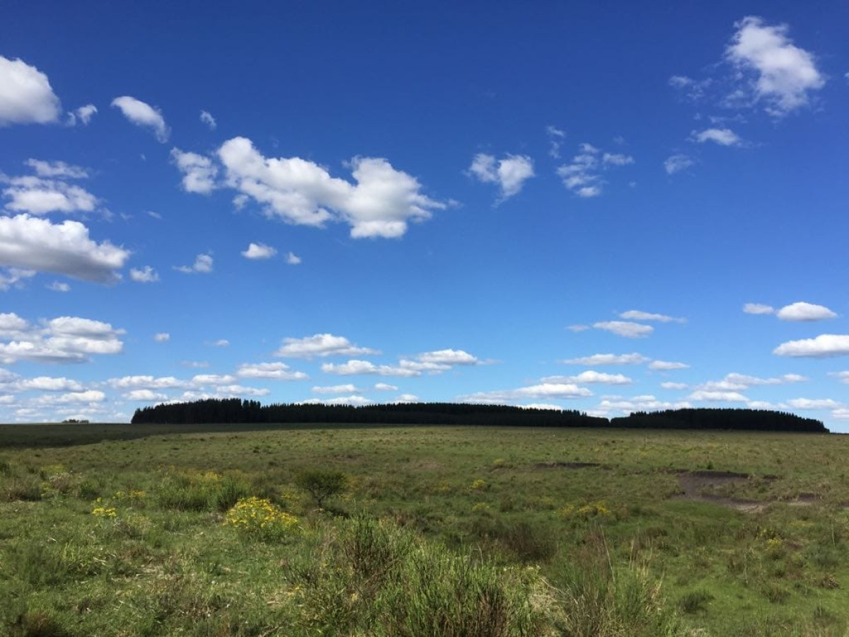 Campo Ref.64084 - Venta de campo ganadero-agricola en Paysandu