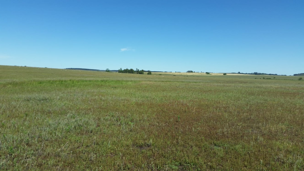 Campo Ref.64084 - Venta de campo ganadero-agricola en Paysandu