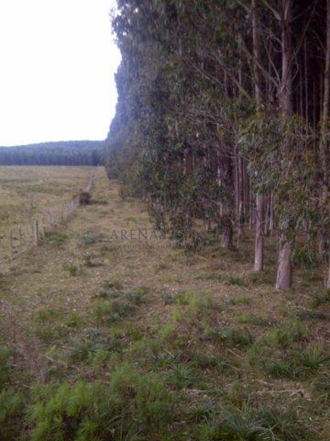 Campo Ref.1267 - VENTA CAMPO FORESTAL ROCHA 6 PADRONES 