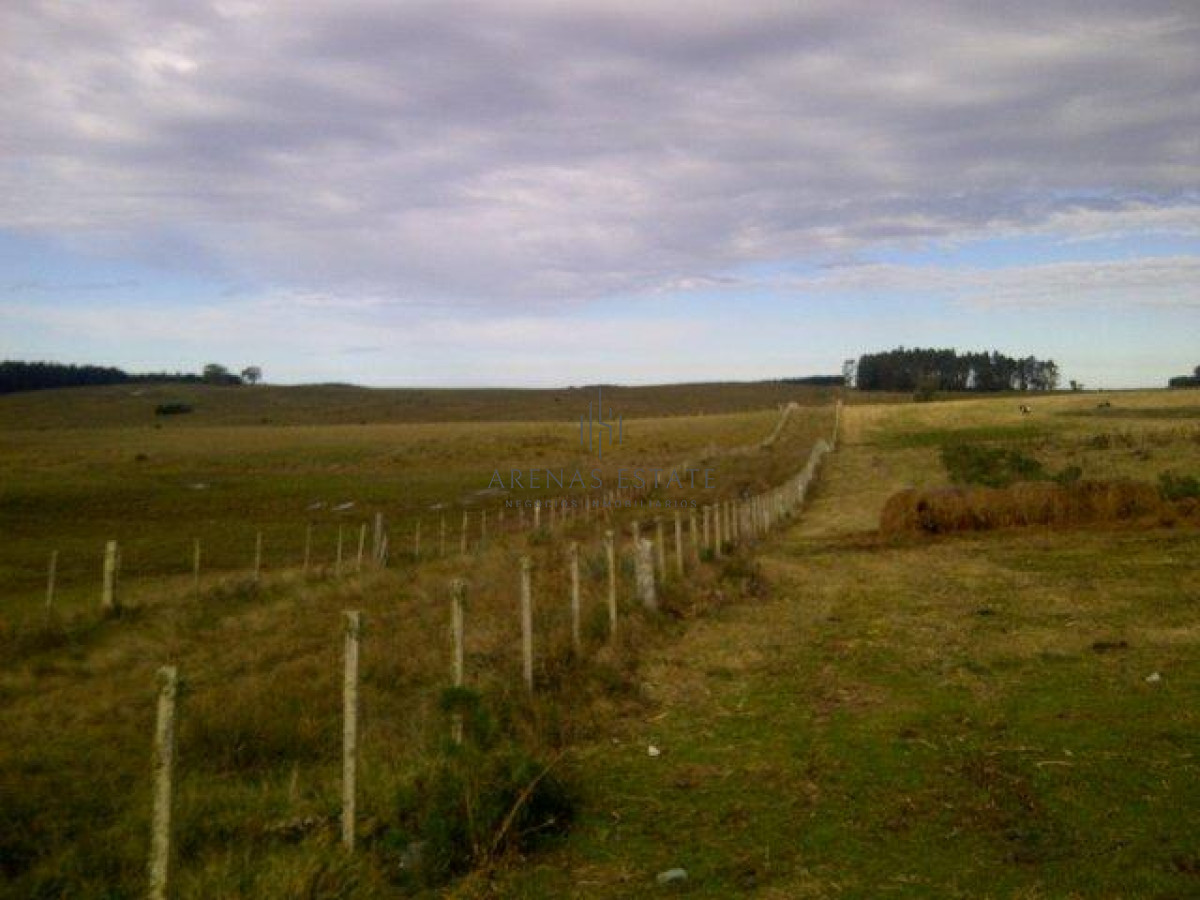 Campo Ref.1267 - VENTA CAMPO FORESTAL ROCHA 6 PADRONES 